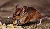 24 Hour & Emergency Exterminators in Aquashicola, PA